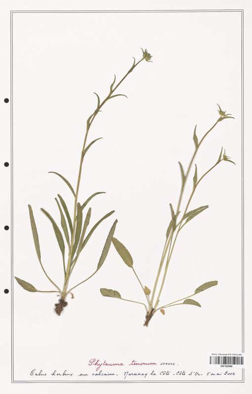 Phyteuma tenerum  (Campanulaceae)