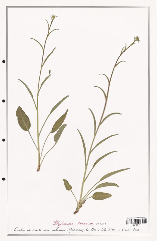 Phyteuma tenerum  (Campanulaceae)