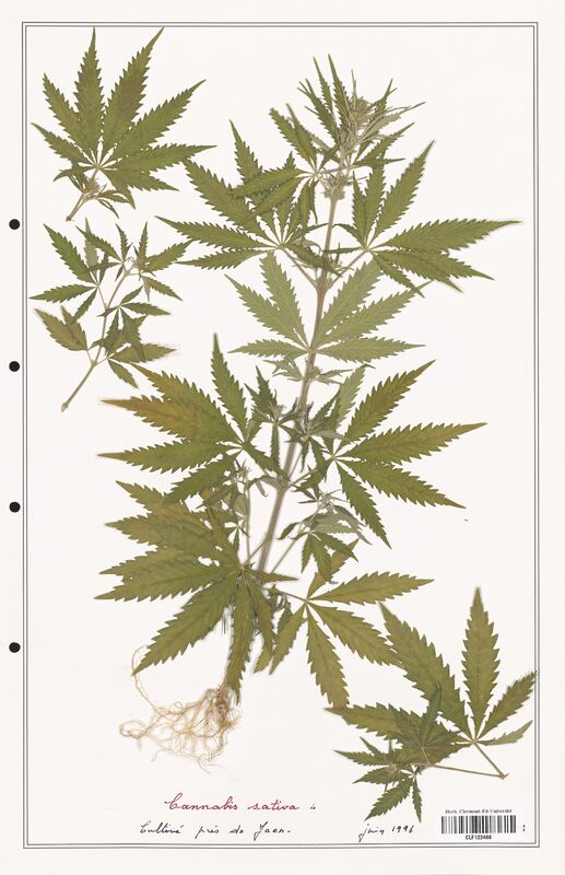 Cannabis sativa  (Cannabaceae)