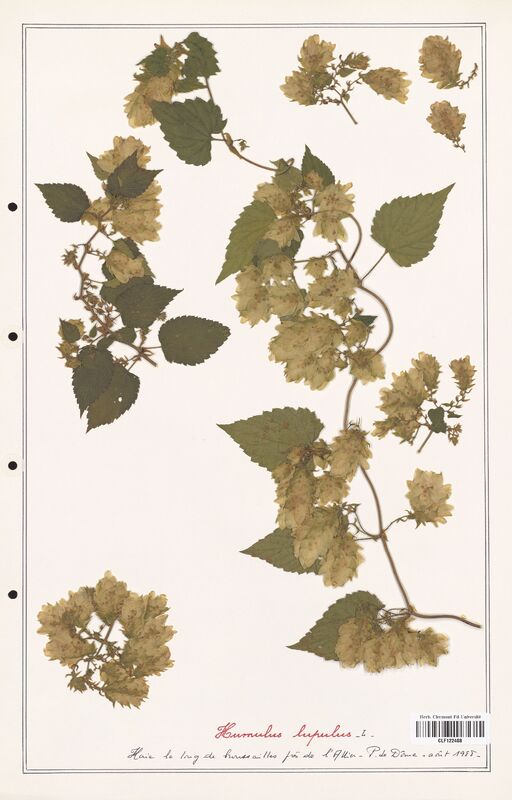 Humulus lupulus  (Cannabaceae)