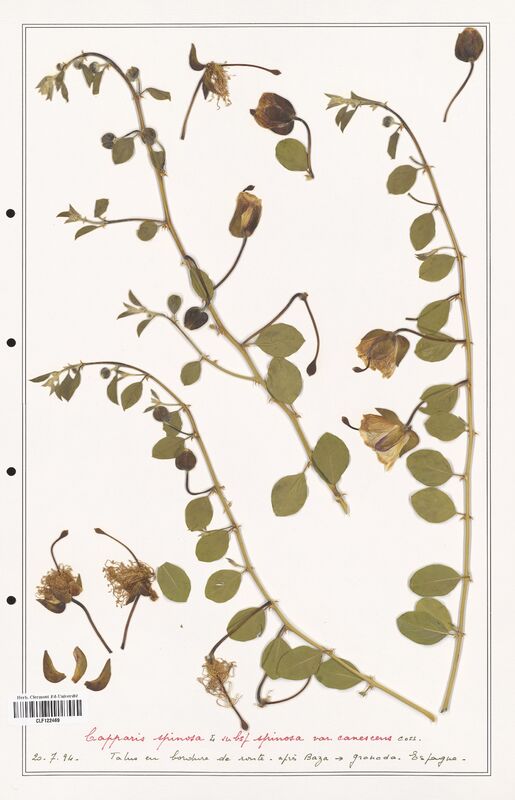 Capparis spinoza  (Capparaceae)