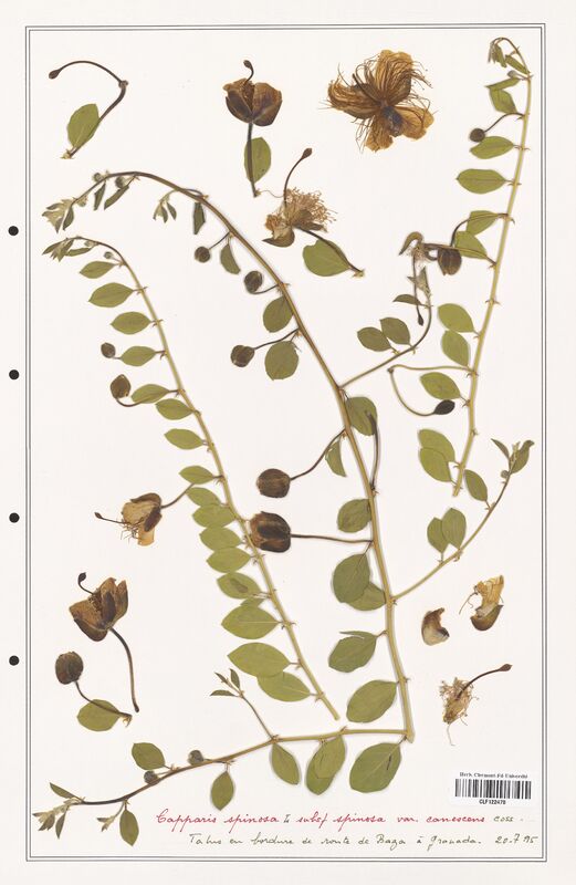 Capparis spinoza  (Capparaceae)