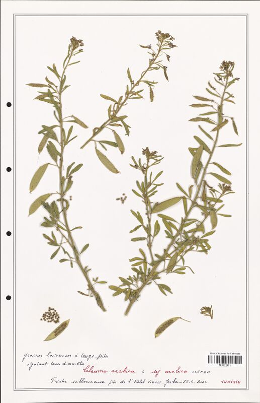 Cleome arabica  (Cleomaceae)