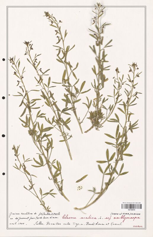 Cleome arabica  (Cleomaceae)