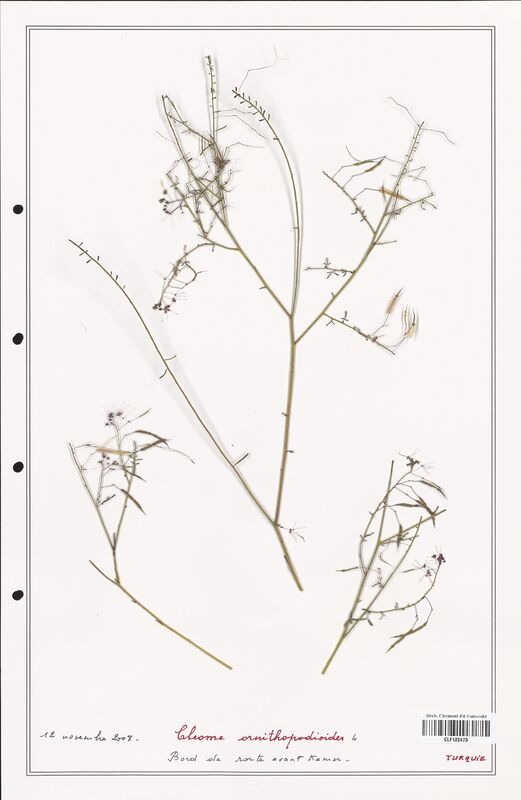 Cleome ornithopodioides  (Cleomaceae)