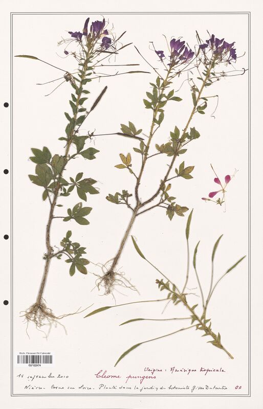 Cleome pungens  (Cleomaceae)