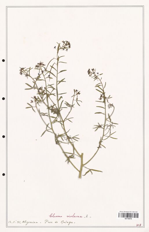 Cleome violacea  (Cleomaceae)