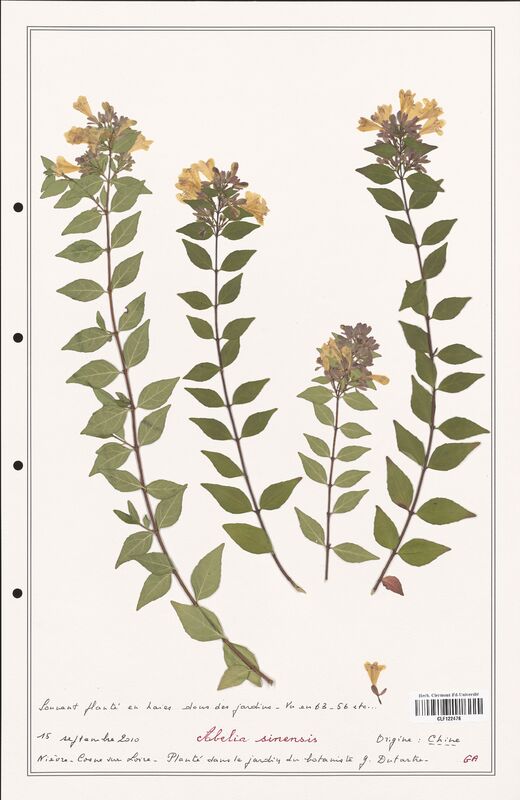 Abelia sinensis  (Caprifoliaceae)