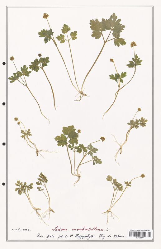 Adoxa moschatellina  (Caprifoliaceae)