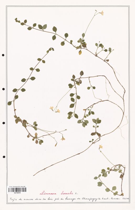 Linnaea borealis  (Caprifoliaceae)