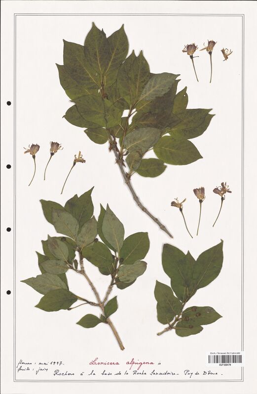 Linnaea alpigena  (Caprifoliaceae)