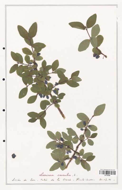 Lonicera caerulea  (Caprifoliaceae)