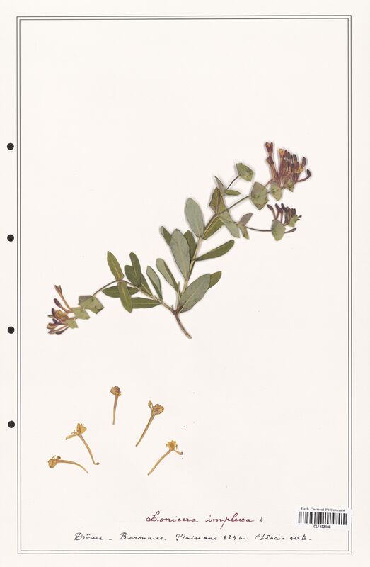 Lonicera implexa  (Caprifoliaceae)