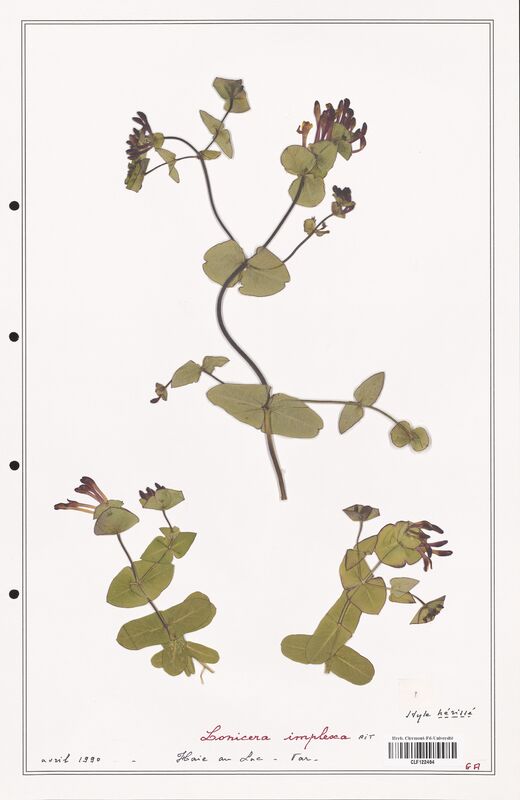 Lonicera implexa  (Caprifoliaceae)