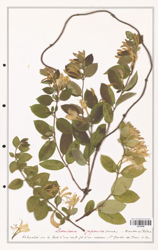 Lonicera japonica  (Caprifoliaceae)