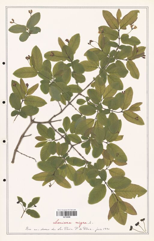 Lonicera nigra  (Caprifoliaceae)