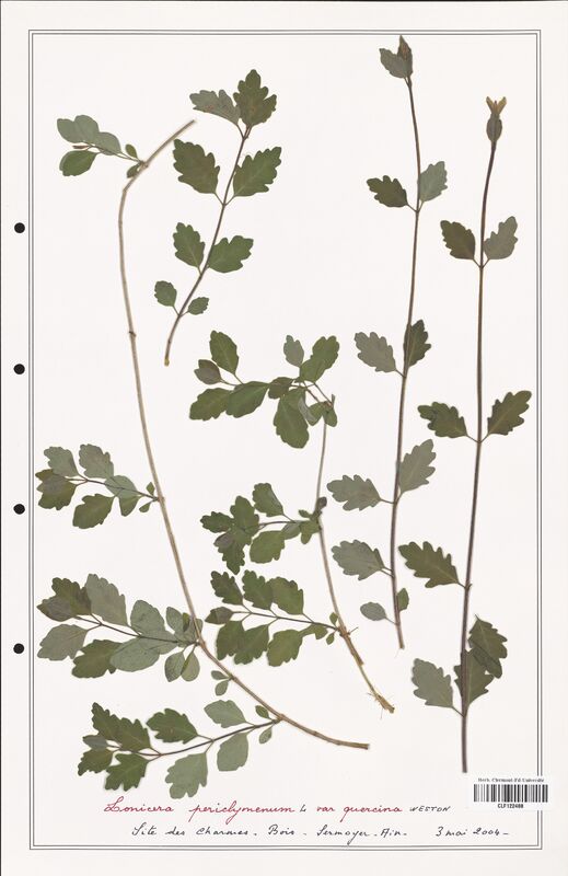 Lonicera perichymenum  (Caprifoliaceae)