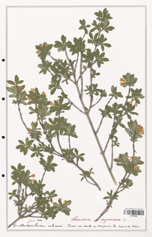 Lonicera pyrenaica  (Caprifoliaceae)