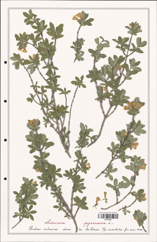 Lonicera pyrenaica  (Caprifoliaceae)