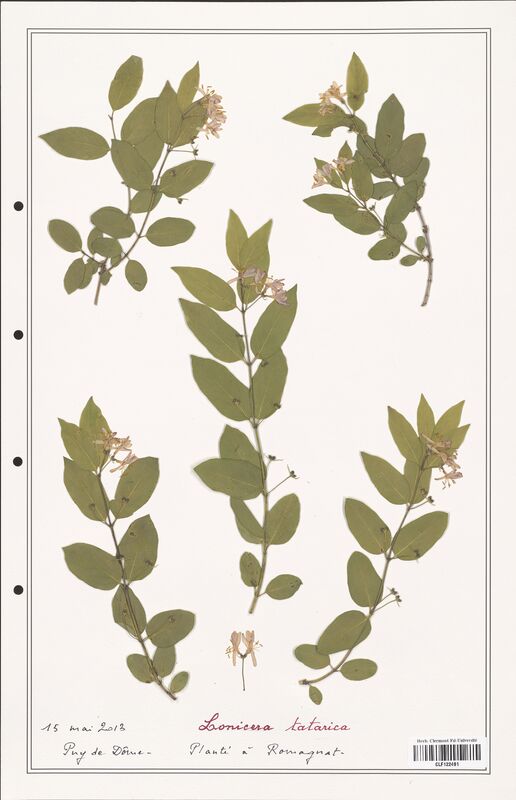 Lonicera tatarica  (Caprifoliaceae)