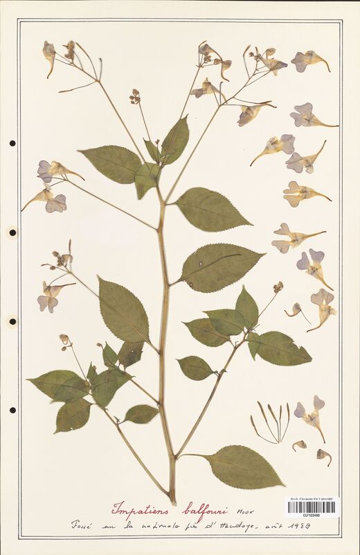 Impatiens balfouri  (Balsaminaceae)