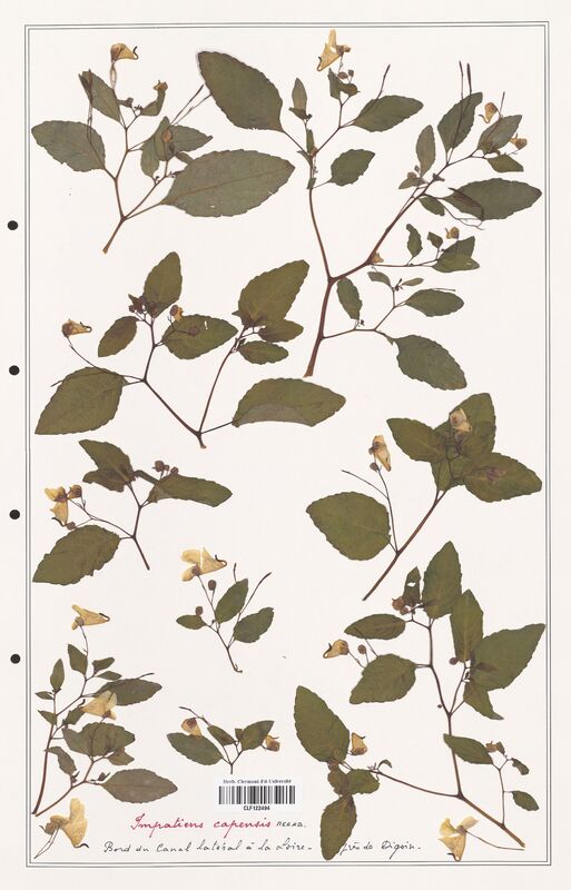 Impatiens capensis  (Balsaminaceae)