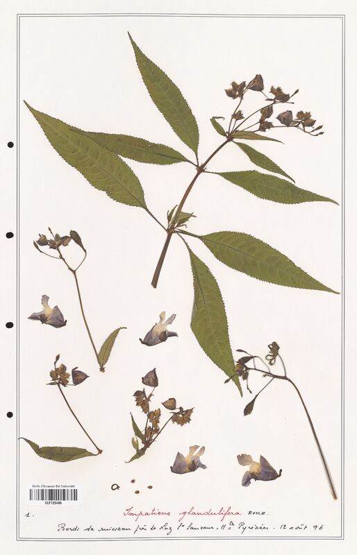 Impatiens glandulifera  (Balsaminaceae)