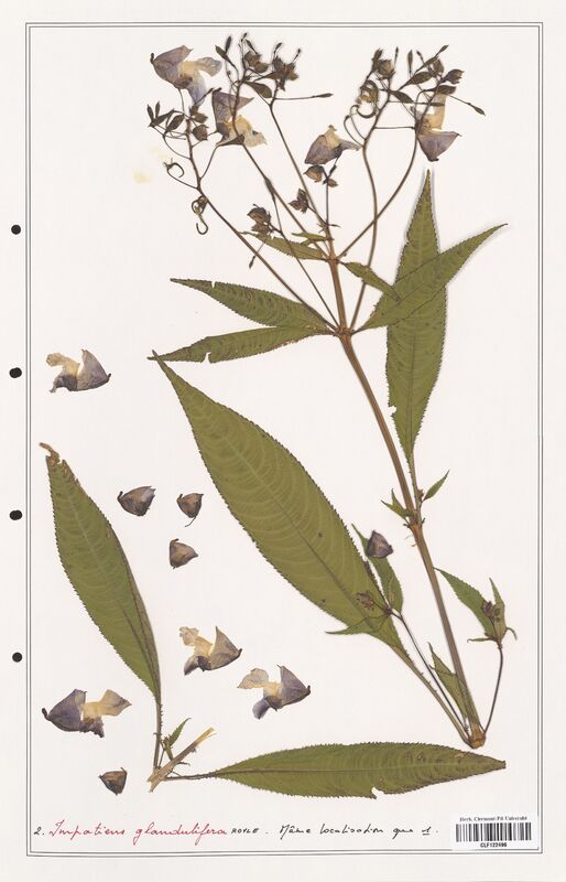 Impatiens glandulifera  (Balsaminaceae)