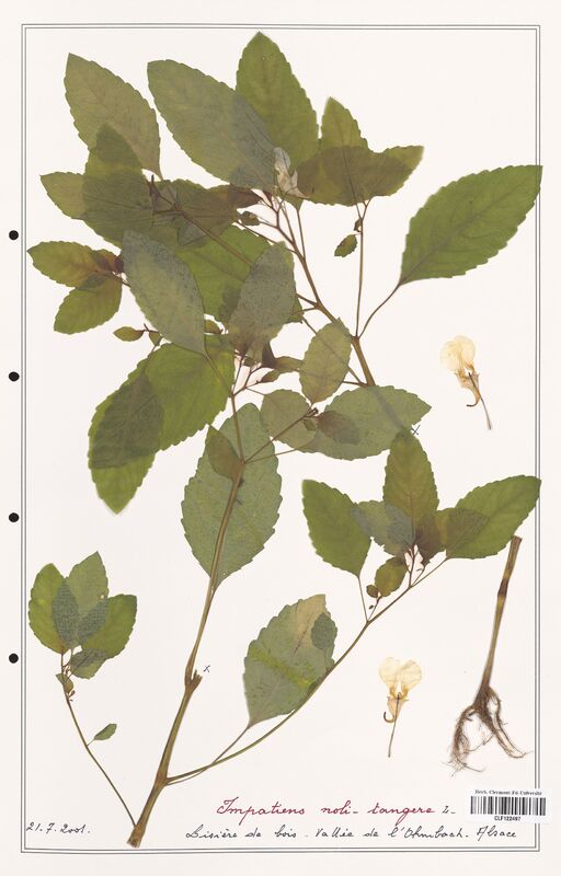 Impatiens noli_tangera  (Balsaminaceae)