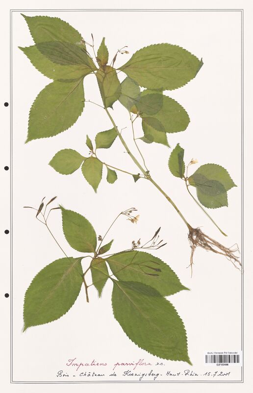 Impatiens parviflora  (Balsaminaceae)