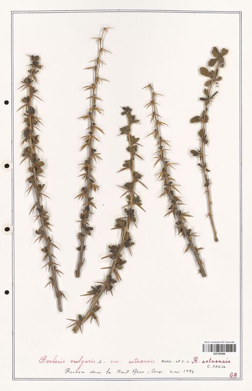 Berberis vulgaris  (Berberidaceae)