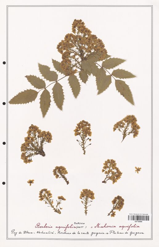 Berberis aquifolia  (Berberidaceae)