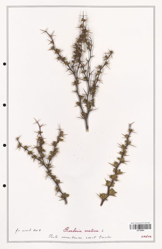 Berberis cretica  (Berberidaceae)