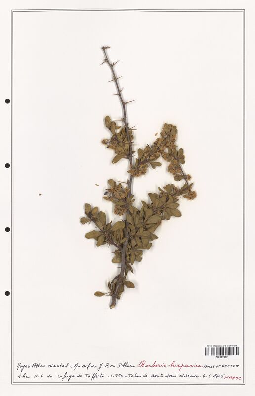 Berberis hispanica  (Berberidaceae)