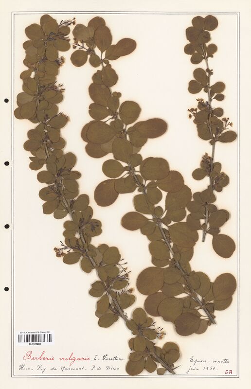 Berberis vulgaris  (Berberidaceae)