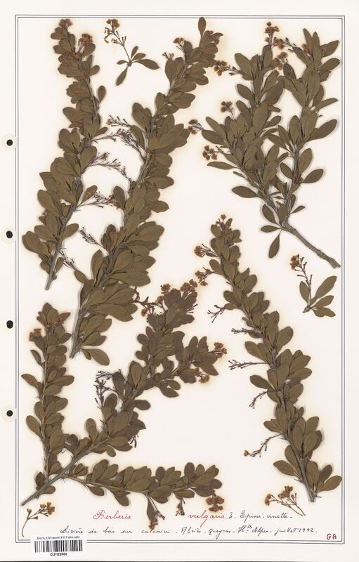 Berberis vulgaris  (Berberidaceae)