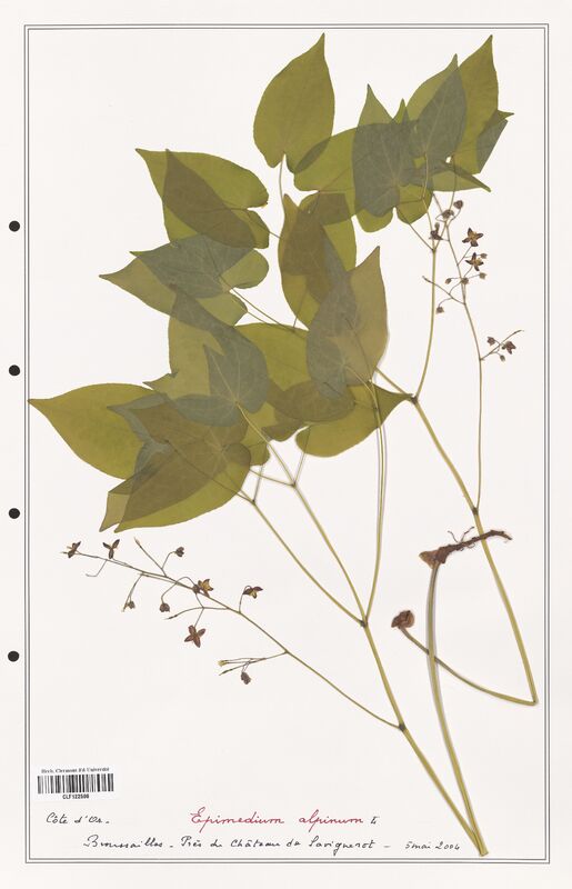 Epimodium alpinum  (Berberidaceae)