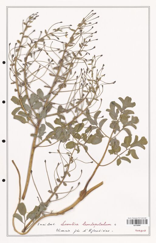 Leontice leontopetalum  (Berberidaceae)