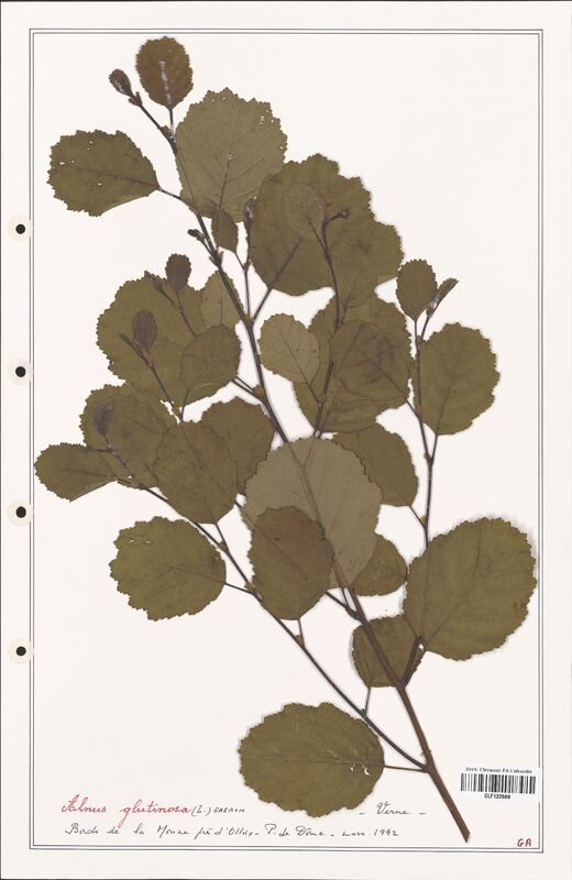 Alnus glutinosa  (Betulaceae)