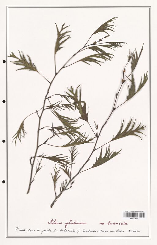 Alnus glutinosa  (Betulaceae)