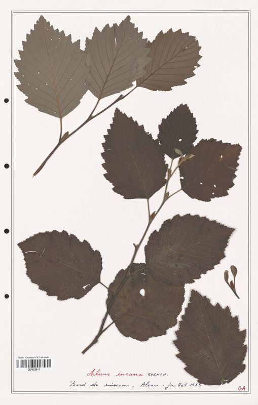 Alnus incana  (Betulaceae)