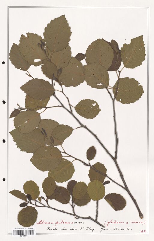 Alnus x_pubescens  (Betulaceae)