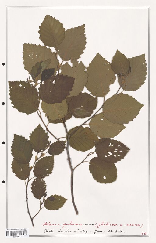 Alnus x_pubescens  (Betulaceae)