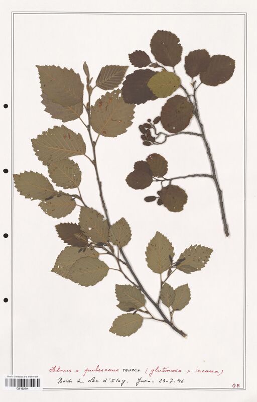 Alnus x_pubescens  (Betulaceae)