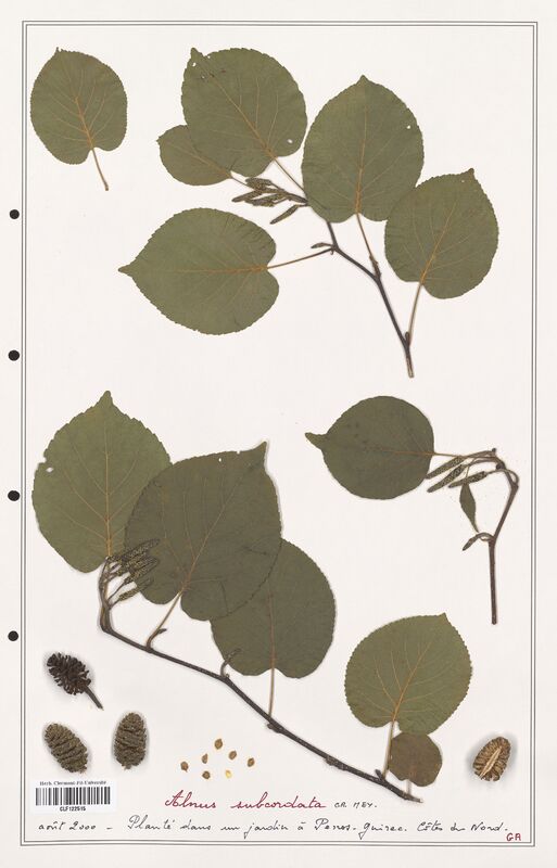 Alnus subcordata  (Betulaceae)