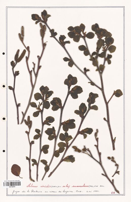 Alnus viridis  (Betulaceae)