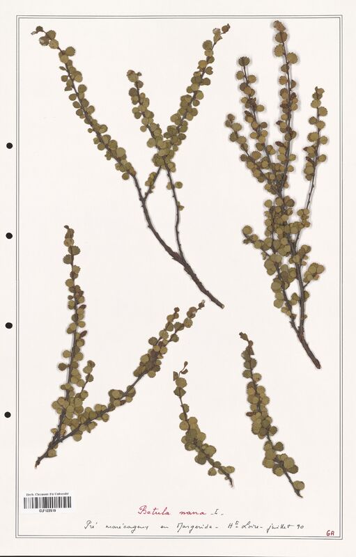 Betula nana  (Betulaceae)