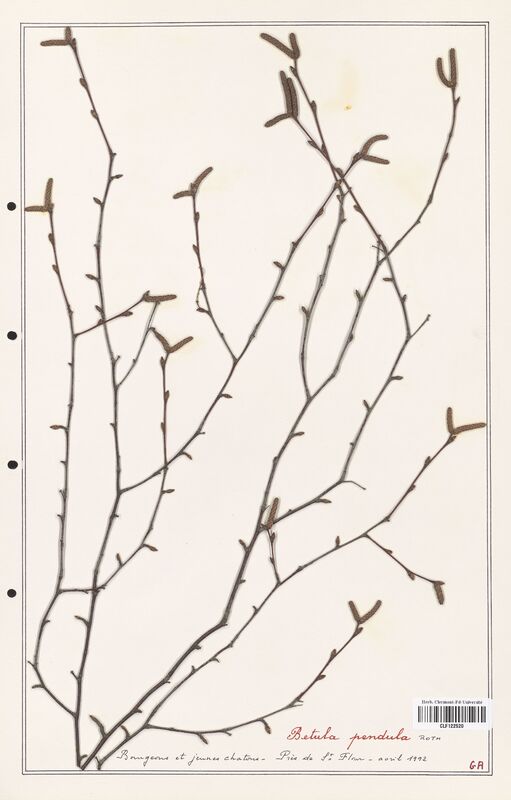Betula pendula  (Betulaceae)
