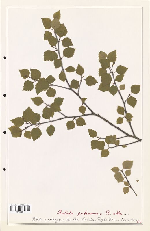 Betula pubescens  (Betulaceae)