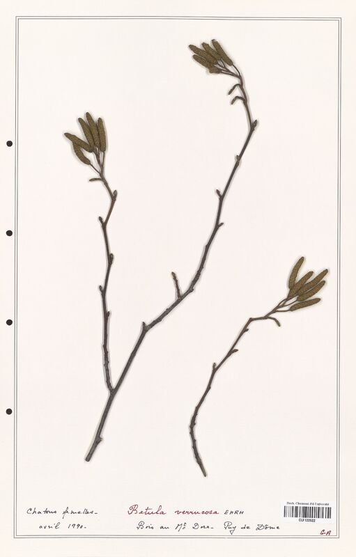 Betula verrucosa  (Betulaceae)